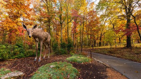 north-forest-trail